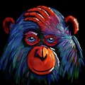 Chimp